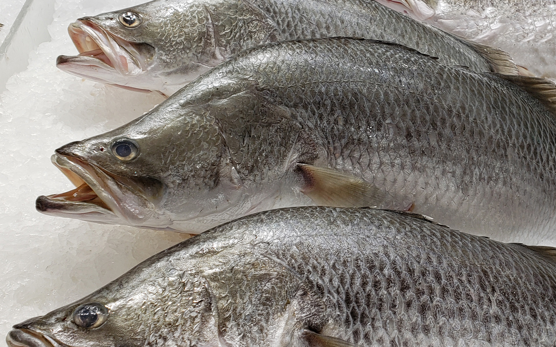 Barramundi